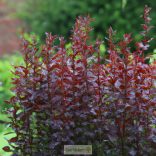 Borbolya, Bordó levelű oszlopos borbolya 'Red Pillar'