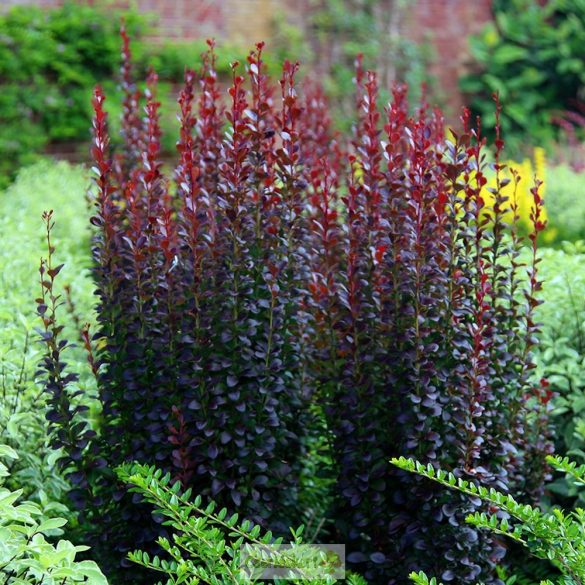 Borbolya, Bordó levelű oszlopos borbolya 'Red Pillar'