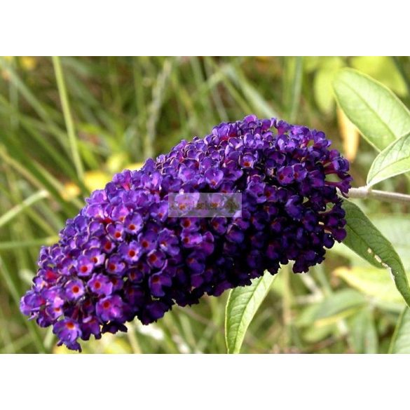 Nyáriorgona, Sötétlila virágú nyáriorgona