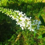 Nyáriorgona, Fehérvirágú nyáriorgona, alacsony