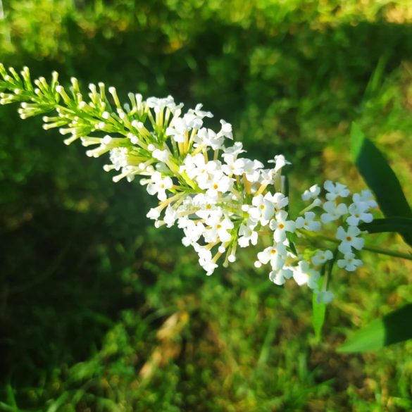 Nyáriorgona, Fehérvirágú nyáriorgona, alacsony
