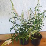 Nyáriorgona, Fehérvirágú nyáriorgona, alacsony