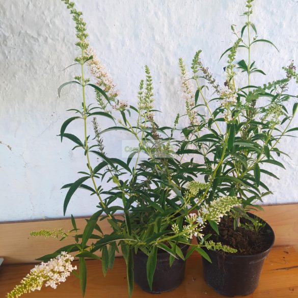 Nyáriorgona, Fehérvirágú nyáriorgona, alacsony