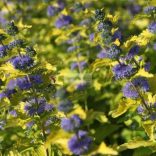 Kékszakáll, Sárgás levelű kékszakáll