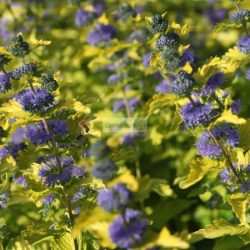 Kékszakáll, Sárgás levelű kékszakáll