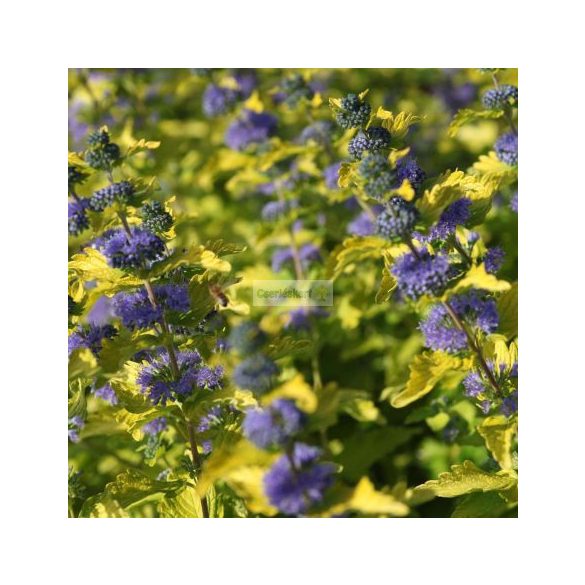 Kékszakáll, Sárgás levelű kékszakáll