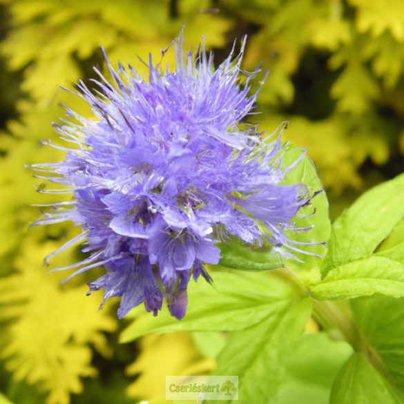 Kékszakáll, Sárgás levelű kékszakáll