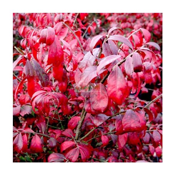 Kecskerágó, Szárnyas kecskerágó