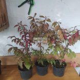 Kecskerágó, Szárnyas kecskerágó