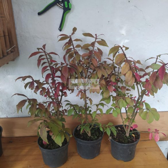 Kecskerágó, Szárnyas kecskerágó