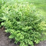 Kecskerágó, Szárnyas kecskerágó