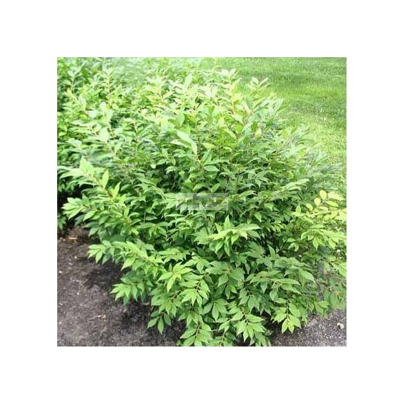 Kecskerágó, Szárnyas kecskerágó