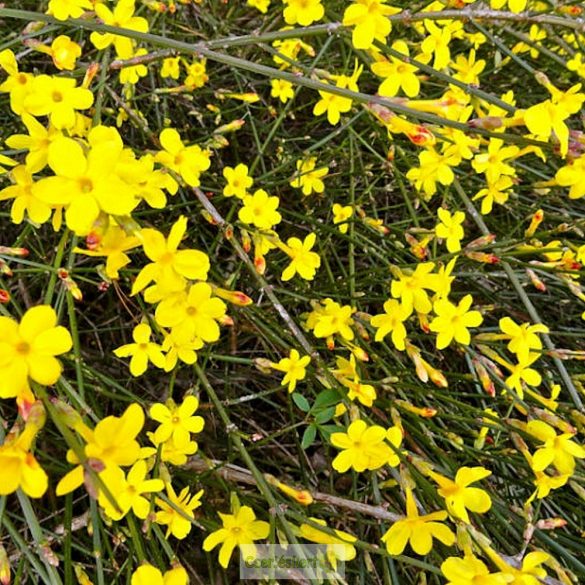 Jázmin, Téli jázmin