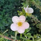 Cserjés pimpó, rózsaszín virágú