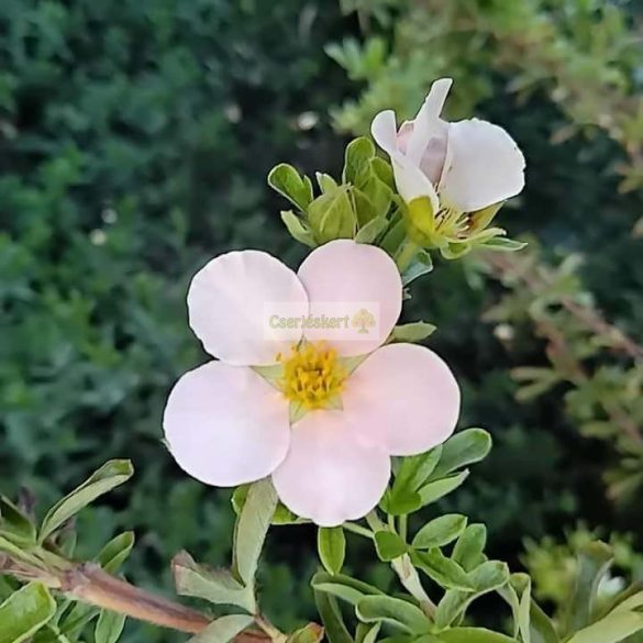 Cserjés pimpó, rózsaszín virágú