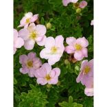 Cserjés pimpó, rózsaszín virágú