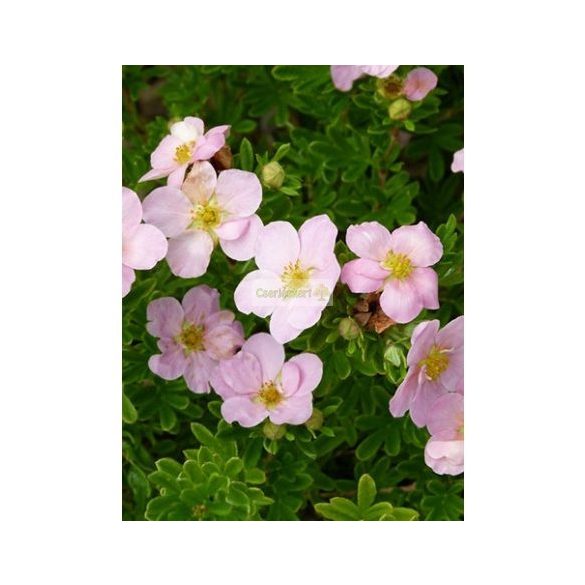 Cserjés pimpó, rózsaszín virágú