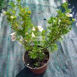 Cserjés pimpó, rózsaszín virágú