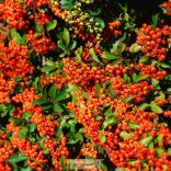 Tűztövis, Narancssárga bogyós tűztövis