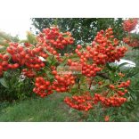 Tűztövis, Narancssárga bogyós tűztövis