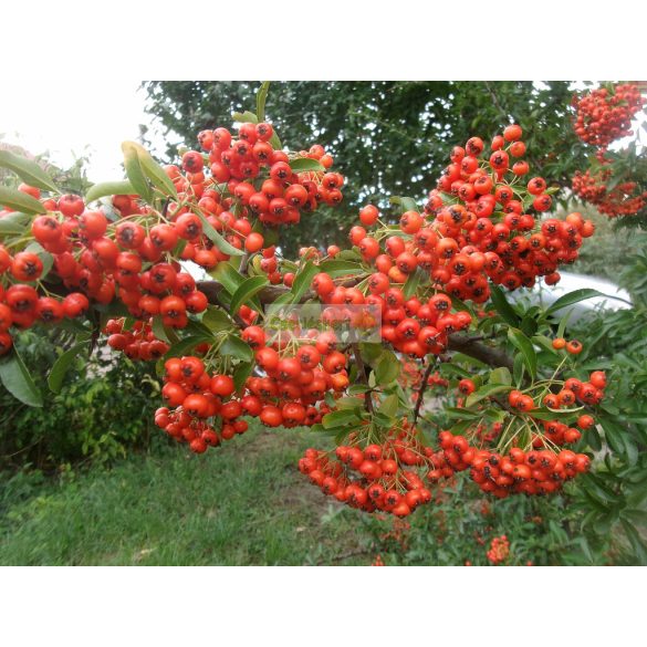 Tűztövis, Narancssárga bogyós tűztövis