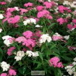 Gyöngyvessző, Fehér-rózsaszín virágú törpe gyöngyvessző