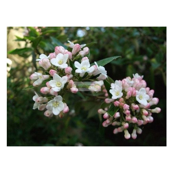 Bangita, Tavaszi bangita