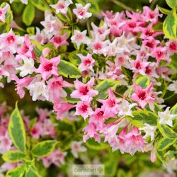 Rózsalonc, Rózsaszín virágú, tarka levelű rózsalonc