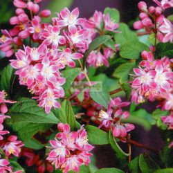   Gyöngyvirágcserje, Rózsaszín virágú gyöngyvirágcserje