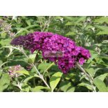 Nyáriorgona, Bíborpiros virágú nyáriorgona