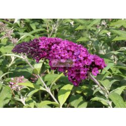 Nyáriorgona, Bíborpiros virágú nyáriorgona