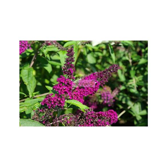 Nyáriorgona, Bíborpiros virágú nyáriorgona