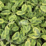 Zsálya, Sárga tarka levelű zsálya