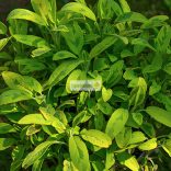 Zsálya, Sárga tarka levelű zsálya