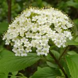 Bangita, Ostormén bangita