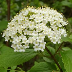 Bangita, Ostormén bangita