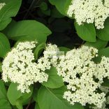 Bangita, Ostormén bangita