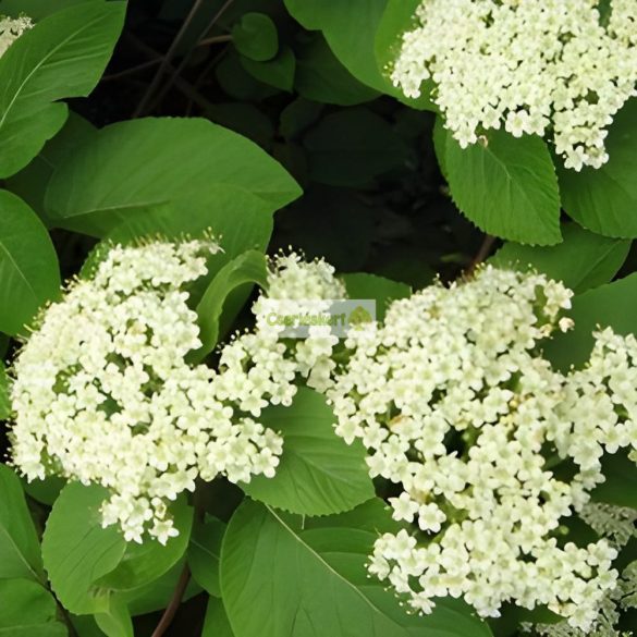 Bangita, Ostormén bangita