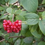 Bangita, Ostormén bangita