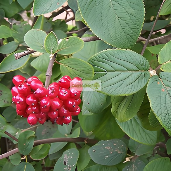 Bangita, Ostormén bangita