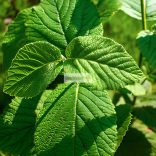 Bangita, Ostormén bangita