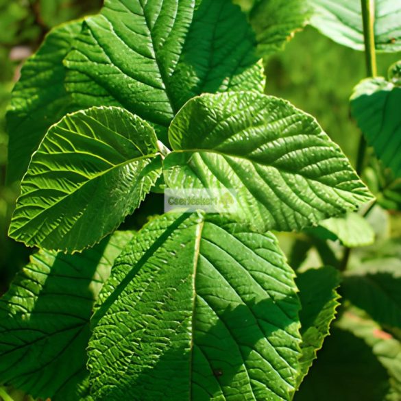 Bangita, Ostormén bangita