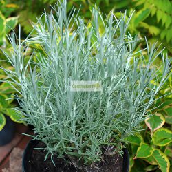 Olasz szalmagyopár, Curryfű