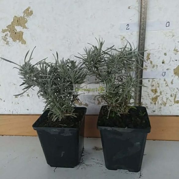 Olasz szalmagyopár, Curryfű