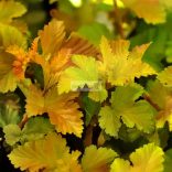 Hólyagvessző, Varázslabda hólyagvessző