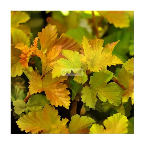 Hólyagvessző, Varázslabda hólyagvessző