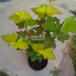 Hólyagvessző, Varázslabda hólyagvessző