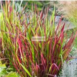 Alangfű, Vörös alangfű, Japán vérfű, díszfű
