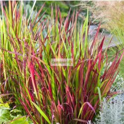 Alangfű, Vörös alangfű, Japán vérfű, díszfű