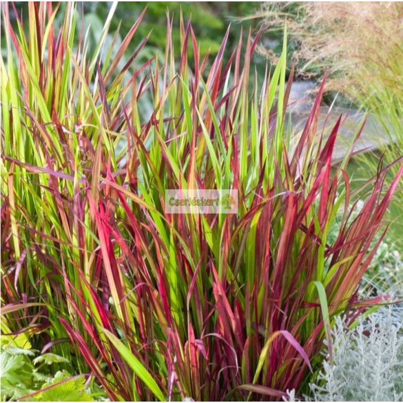 Alangfű, Vörös alangfű, Japán vérfű, díszfű